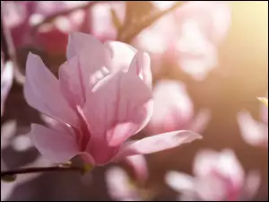 Magnolia, Rozmycie, Krzew, Kwiaty, Różowa