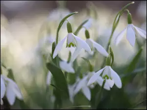 Wiosenne, Przebiśniegi, Białe, Kwiaty