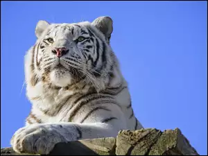 Drapieżnik, Biały, Tygrys