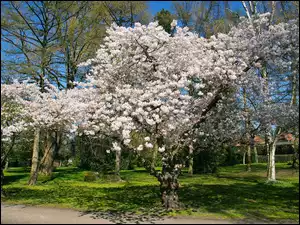 Drzewa owocowe, Wiosna, Park