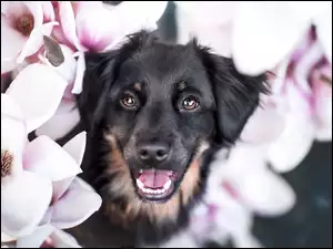 Czarna mordka psa wśród kwiatów magnolii