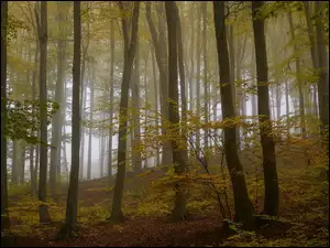 Mgła, Drzewa, Jesień, Las