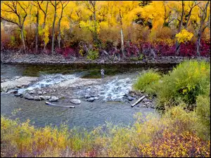 Kolorowe jesienne drzewa nad rzeką Gunnison River w Kolorado