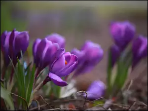 Kwiaty, Fioletowe, Wiosenne, Krokusy