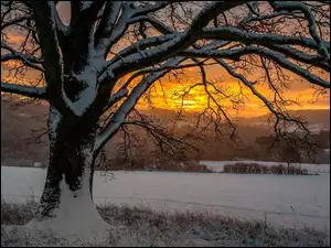 Śnieg, Zachód słońca, Zima, Drzewo