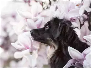 Magnolie, Czarny, Pies, Kwiaty