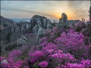 Różaneczniki w górach Jujaksan