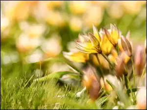 Żółte tulipany na rozmytym tle