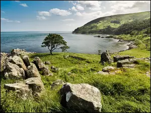 Kamienie, Drzewo, Irlandia Północna, Trawa, Murlough Bay, Zatoka, Morze
