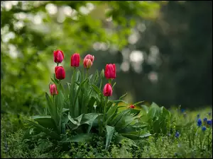 Kwitnące w parku czerwone tulipany