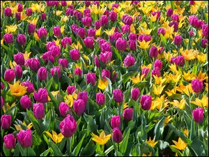 Żółte i fioletowe tulipany w ogrodzie