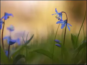 Niebieskie, Zbliżenie, Cebulice syberyjskie, Kwiaty