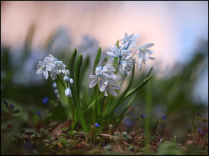Kwiaty, Puszkinia cebulicowata, Białoniebieskie