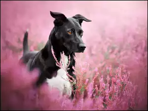 Czarno-biały pies wśród różowych wrzosów