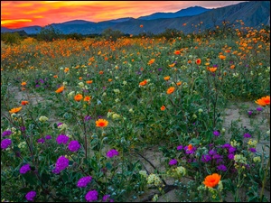 Kwiaty na łące w Parku stanowym Anza Borrego w Kalifornii