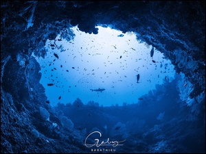 Ryby i koralowce w podwodnej skalnej grocie