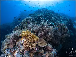 Koralowce i ryby w Oceanie Indyjskim