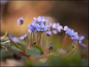 Kwiaty, Kępka, Niebieskie, Przylaszczki