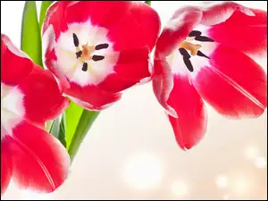 Rozwinięte, Kwiaty, Czerwone, Tulipany