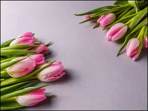 Tulipany, Tło, Biało-różowe, Kwiaty, Szare