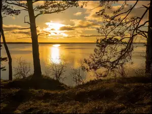 Drzewa i zachód słońca nad Morzem Bałtyckim