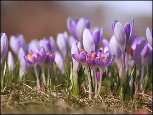 Krokusy, Wiosenne, Liliowe, Fioletowe, Kwiaty