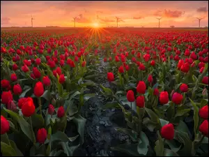Plantacja czerwonych tulipanów i wiatraki w tle
