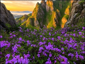 Łąka, Góry, Fioletowe, Park Narodowy Wolchulsan, Skały, Różaneczniki, Korea Południowa, Kwiaty