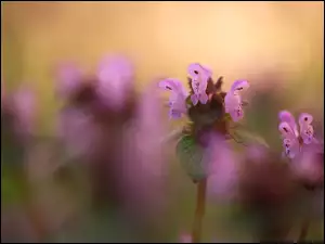 Zbliżenie, Jasnota purpurowa, Fioletowe, Kwiaty