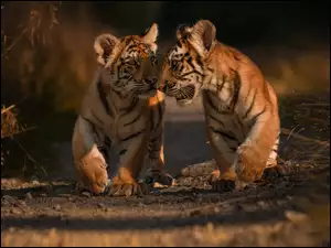 Dwa młode tygrysy na drodze