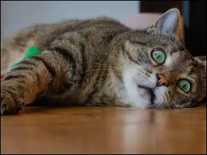 Zielonooki kot leżący na podłodze