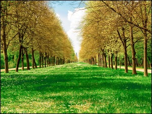Wiosenne drzewa wzdłuż łąki w parku