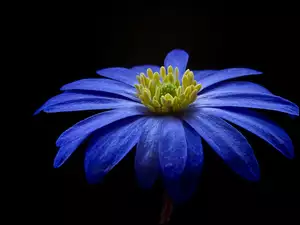 Niebieski anemon na ciemnym tle