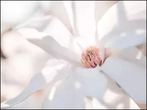 Magnolia biała w zbliżeniu