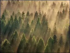 Zamglony las iglasty w smugach słońca