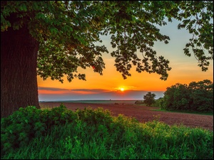 Drzewo na polu w blasku letniego zachodu słońca