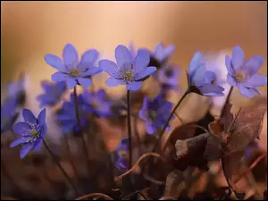 Kępka, Przylaszczki, Niebieskie, Kwiaty