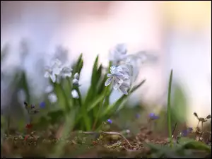 Kwiaty, Puszkinia cebulicowata