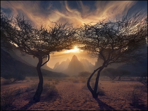 Góry, Drzewa, Wadi Al Disah, Arabia Saudyjska, Obszar, Prowincja Tabuk