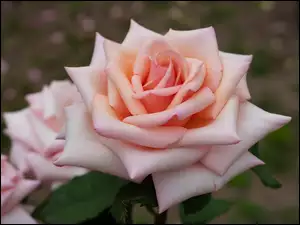 Płatki, Rozkwitnięta, Różowa, Róża