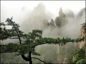 Mgła, Góry, Las, Drzewo