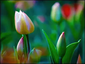 Liście, Tulipany, Pąki