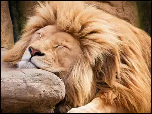 Śpiący lew na skale