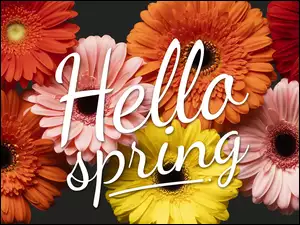 Gerbery, Hallo spring, Kolorowe, Kwiaty, Napis