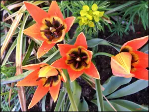 Tulipany, Drobne, Pomarańczowe