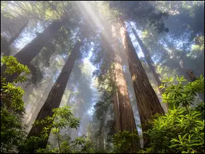 Park Narodowy Redwood, Las, Przebijające światło, Kalifornia, Drzewa, Różanecznik, Stany Zjednoczone, Sekwoje