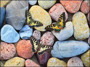 Kolorowe motyle na kamieniach