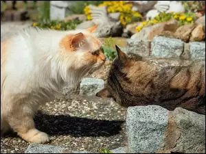 Dwa koty obok kamieni w ogrodzie