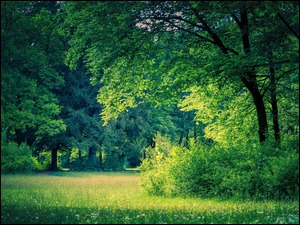Zielone drzewa i okwiecona polana