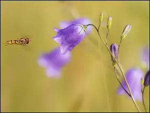 Pszczoła przy dzwonku okrągłolistnym
